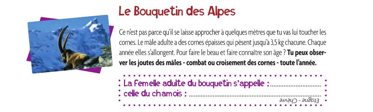 Bouquetins des Alpes