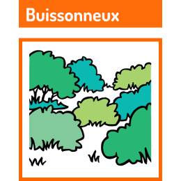 Buissonneux